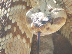 Crotalus molossus