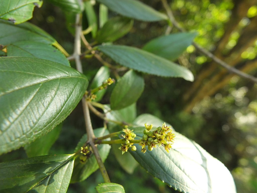 Kabatiti, Rhamnus wightii
