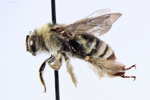 Melissodes plumosus