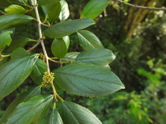 Rhamnus wightii