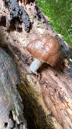 Deer Mushroom