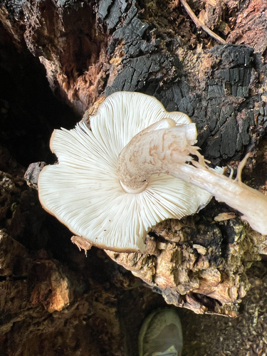 Deer Mushroom