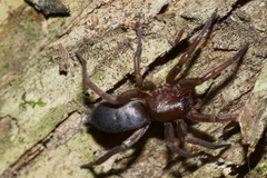 Hypodrassodes maoricus