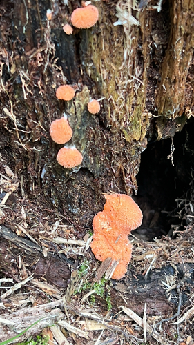 Red Raspberry Slime Mold
