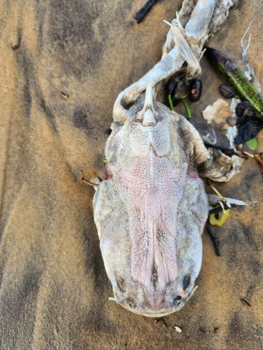 Catfish (Sciades proops) — Ariidae — 4