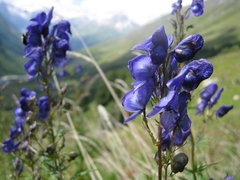 Aconitum nasutum