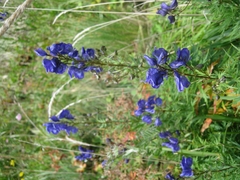 Aconitum nasutum