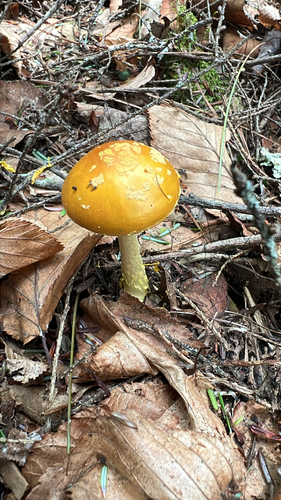 amanita mushrooms