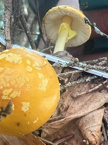 amanita mushrooms