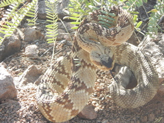 Crotalus molossus