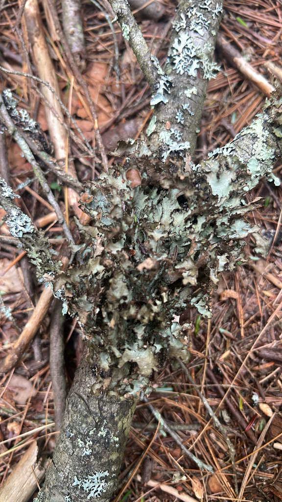 Crumpled Rag Lichen