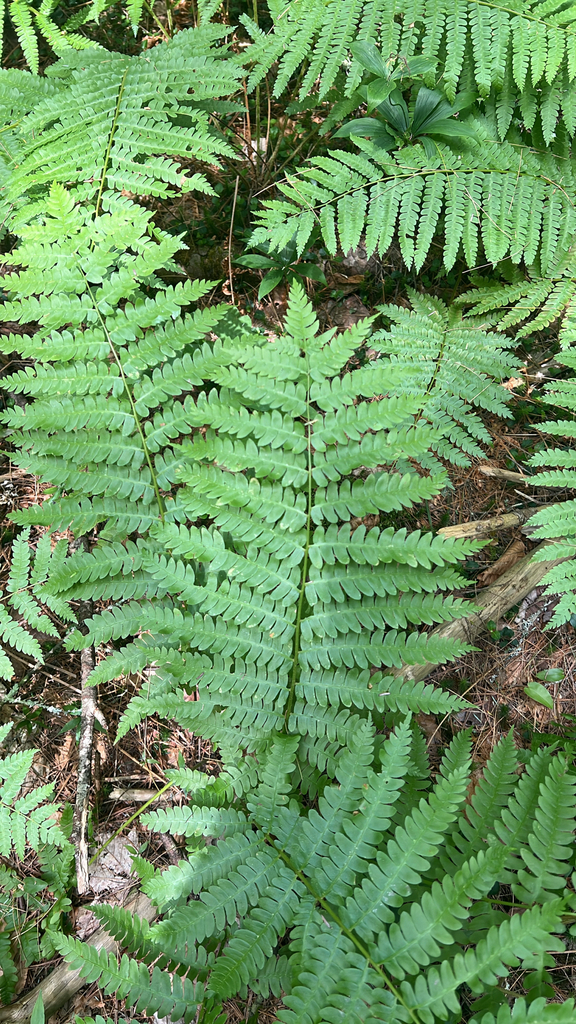 cinnamon fern