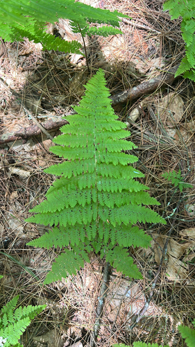 hay-scented fern