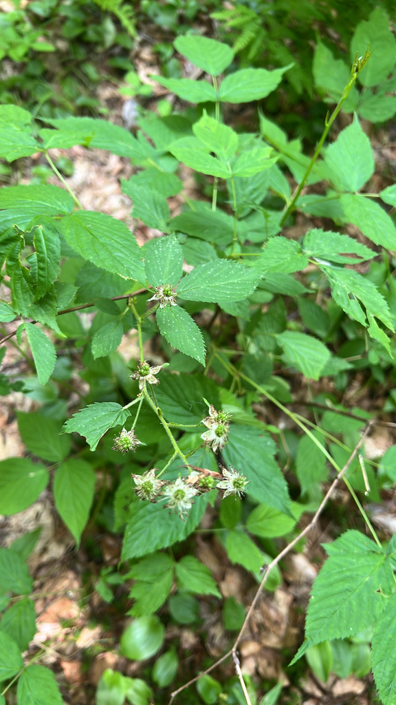 Allegheny blackberry