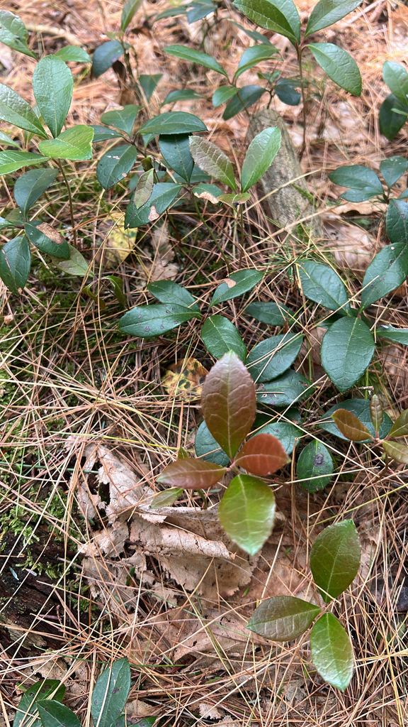 Eastern Teaberry