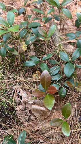 Eastern Teaberry