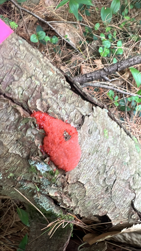 Red Raspberry Slime Mold