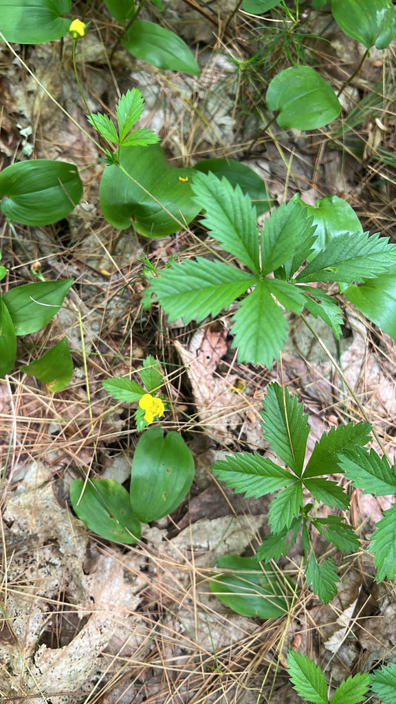 common cinquefoil
