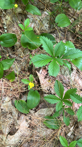 common cinquefoil