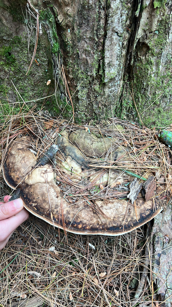 Shelf Fungi