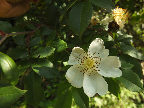 Image of Rosa leschenaultiana by (c) Siddarth Machado, some rights reserved (CC BY)