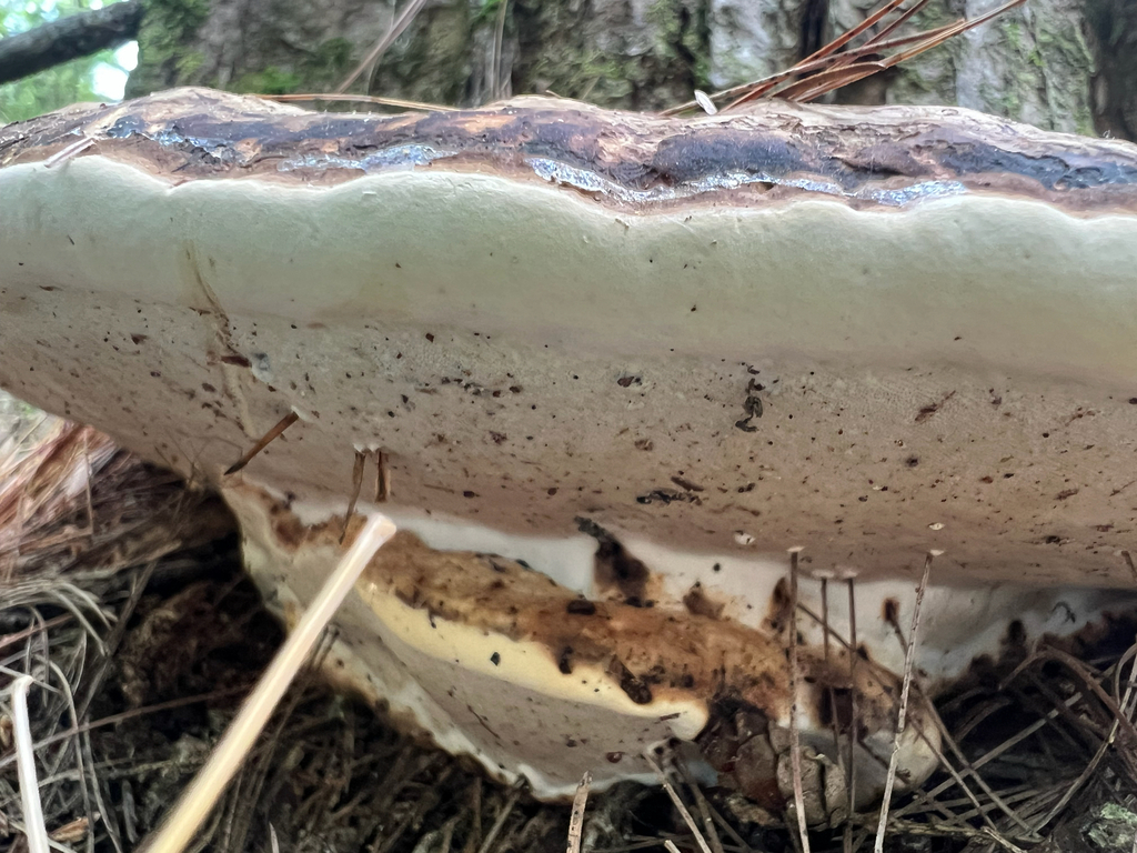 Shelf Fungi