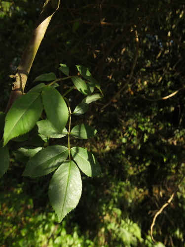 Image of Rosa leschenaultiana by (c) Siddarth Machado, some rights reserved (CC BY)