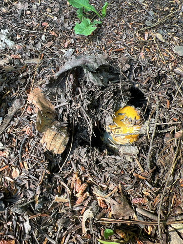 American Yellow Fly Agaric