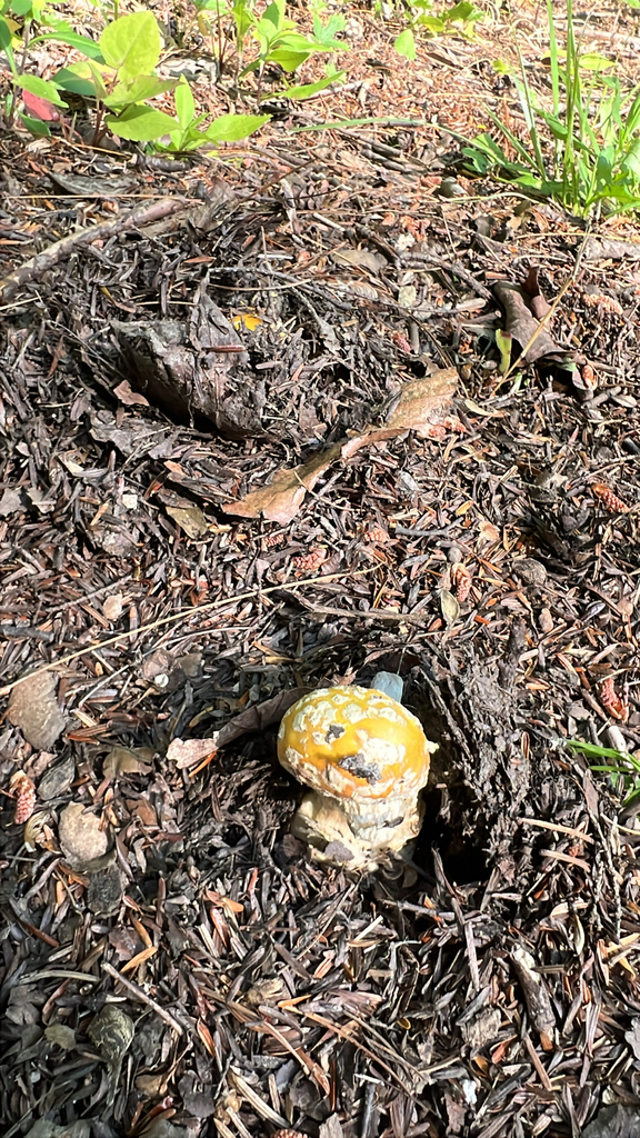 American Yellow Fly Agaric