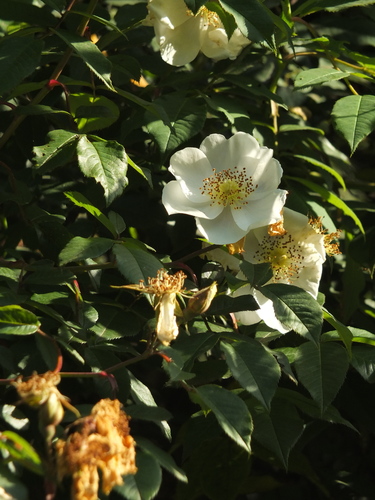 Image of Rosa leschenaultiana by (c) Siddarth Machado, some rights reserved (CC BY)
