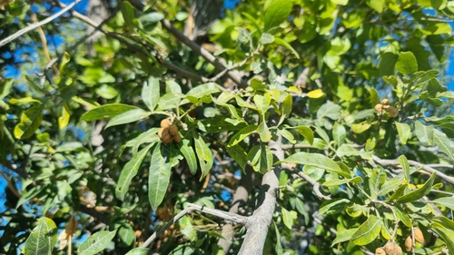 Rare White Ironwood (Vepris zambesiaca)