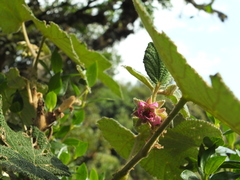 Rubus fairholmianus