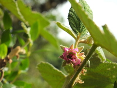 Rubus fairholmianus