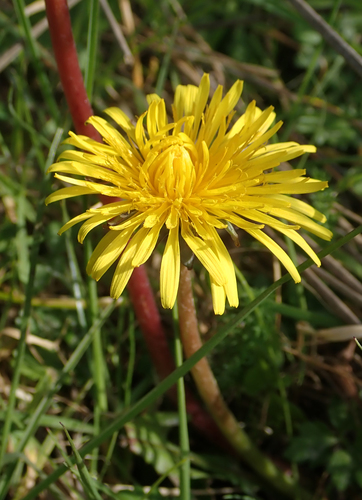 false hook-lobed dandelion (Taraxacum pseudohamatum)