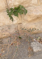 Capparis zoharyi