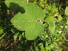 Rubus fairholmianus