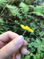 Ranunculus acris