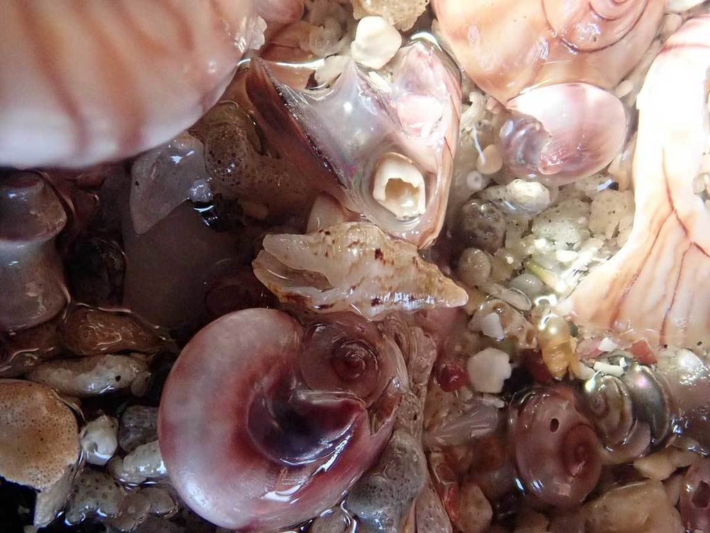 Liratilia