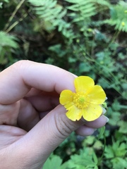Ranunculus acris