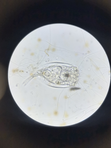 Euchlanis dilatata
