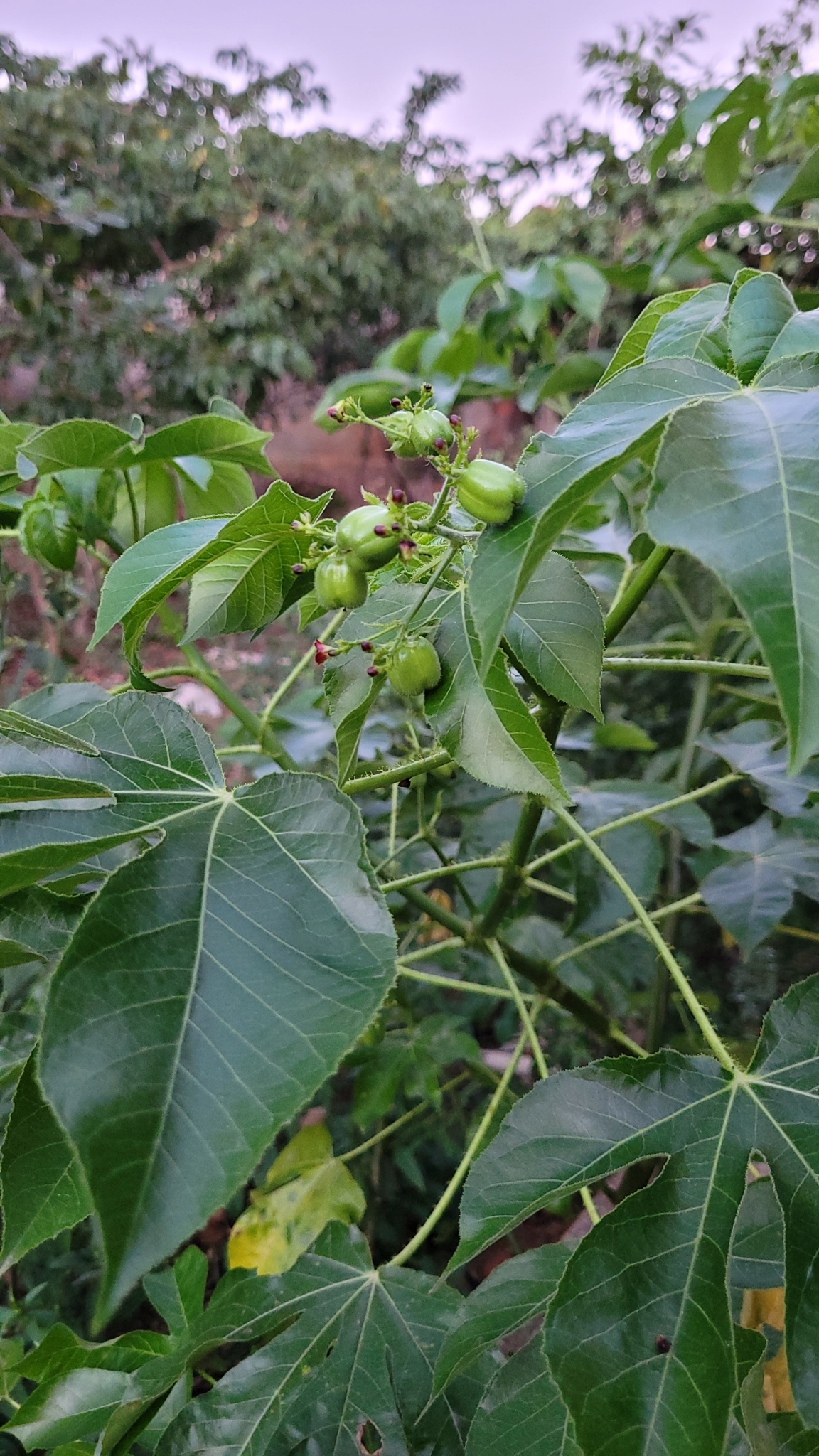Jatropha gossypiifolia