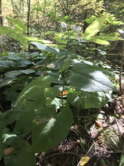 Eurybia macrophylla