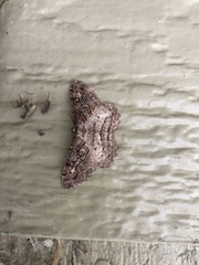 Neoalcis californiaria