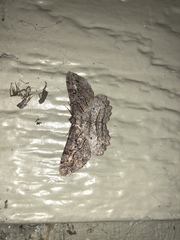 Neoalcis californiaria