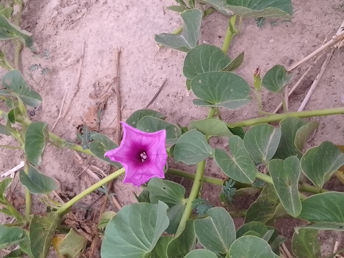 Ginger-leaf Morning-glory