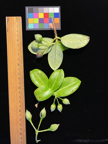 Geniostoma imadae