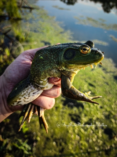 American Bullfrog