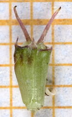 Oenanthe silaifolia, photograph (c) Gilles San Martin, some rights reserved (CC BY-SA)