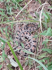 Sistrurus miliarius streckeri