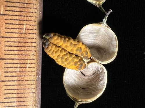 Geniostoma imadae